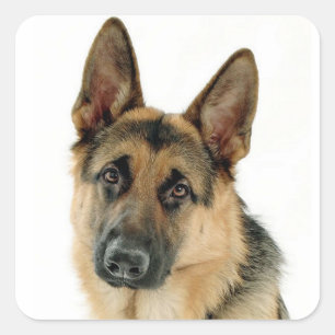 German Shepherd Puppy Dog Stickers / Labels