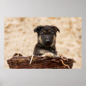 German Shepherd Puppy In Basket Poster (Voorkant)