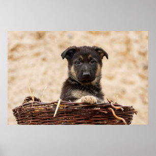 German Shepherd Puppy In Basket Poster
