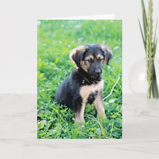 German Shepherd Puppy Kaart (Voorkant)