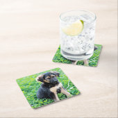 German Shepherd Puppy Kartonnen Onderzetters (Insitu)