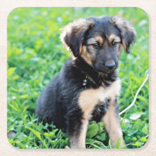 German Shepherd Puppy Kartonnen Onderzetters