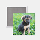 German Shepherd Puppy Magneet (Voorkant / Achterkant)