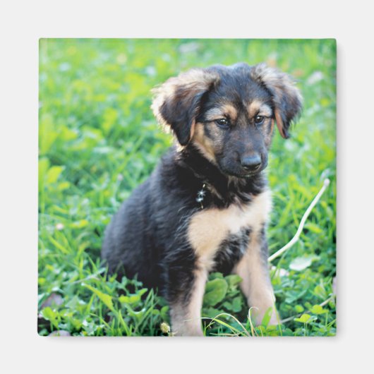 German Shepherd Puppy Magneet (Voorkant)