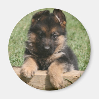 German Shepherd Puppy Magneet