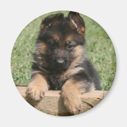 German Shepherd Puppy Magneet (Voorkant)