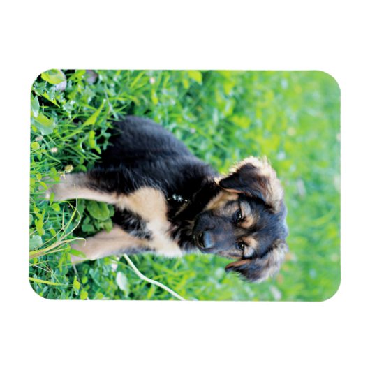 German Shepherd Puppy Magneet (Horizontaal)