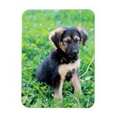 German Shepherd Puppy Magneet (Verticaal)