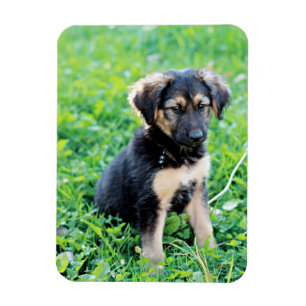 German Shepherd Puppy Magneet