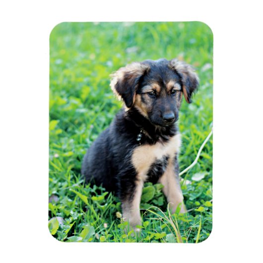 German Shepherd Puppy Magneet (Verticaal)
