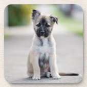 German Shepherd Puppy on Footpath Bier Onderzetter (Voorkant)