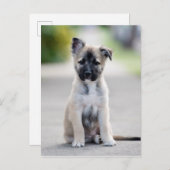 German Shepherd Puppy on Footpath Briefkaart (Voorkant / Achterkant)