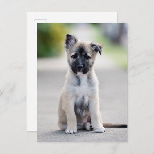 German Shepherd Puppy on Footpath Briefkaart (Voorkant / Achterkant)