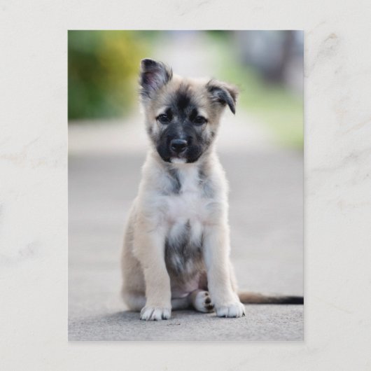 German Shepherd Puppy on Footpath Briefkaart (Voorkant)