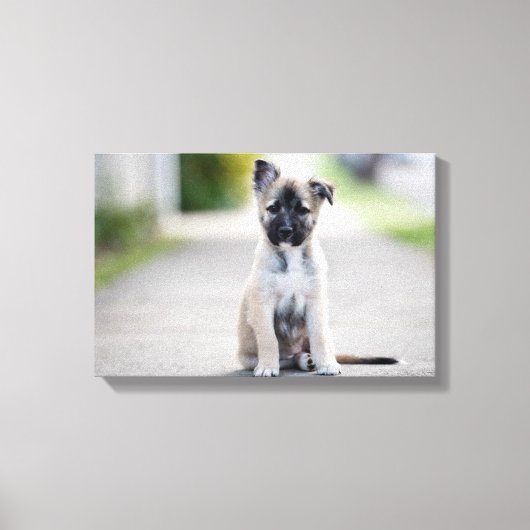 German Shepherd Puppy on Footpath Canvas Afdruk (Voorkant)