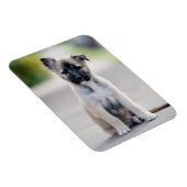 German Shepherd Puppy on Footpath Magneet (Rechterzijde)