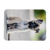 German Shepherd Puppy on Footpath Magneet (Horizontaal)