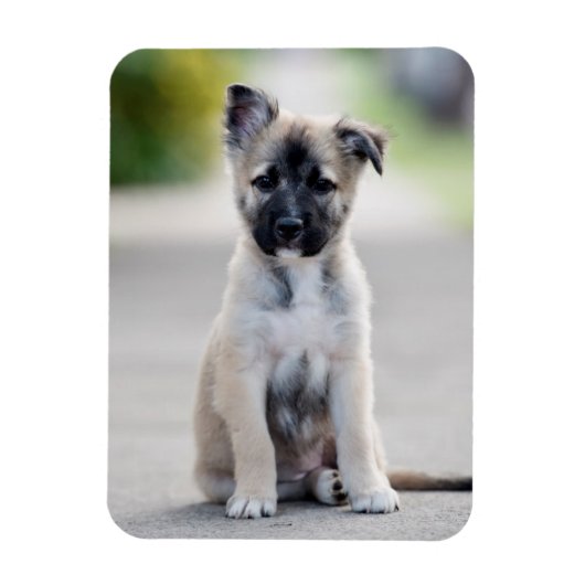 German Shepherd Puppy on Footpath Magneet (Verticaal)