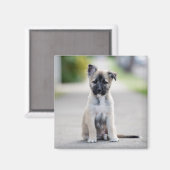 German Shepherd Puppy on Footpath Magneet (Voorkant / Achterkant)
