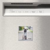 German Shepherd Puppy on Footpath Magneet (Insitu (Vaatwasser))