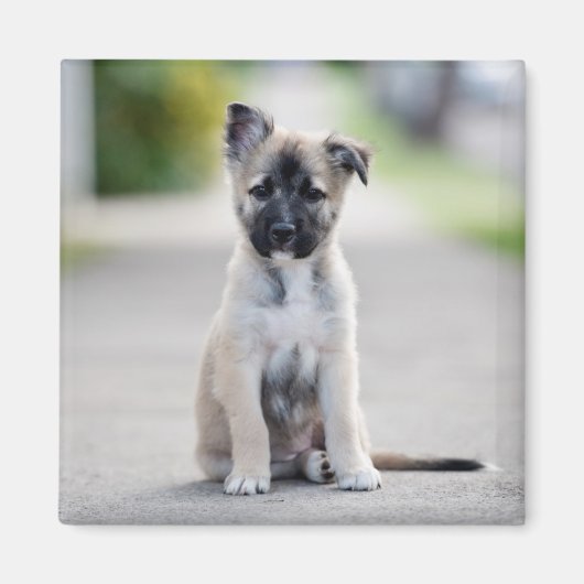 German Shepherd Puppy on Footpath Magneet (Voorkant)