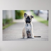 German Shepherd Puppy on Footpath Poster (Voorkant)