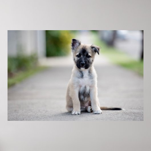 German Shepherd Puppy on Footpath Poster (Voorkant)