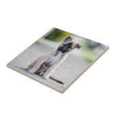 German Shepherd Puppy on Footpath Tegeltje (Zijkant)