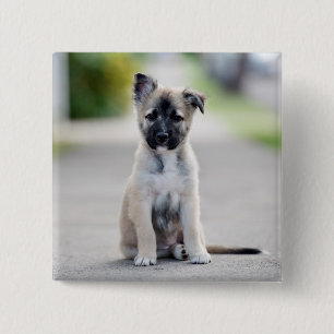 German Shepherd Puppy on Footpath Vierkante Button 5,1 Cm