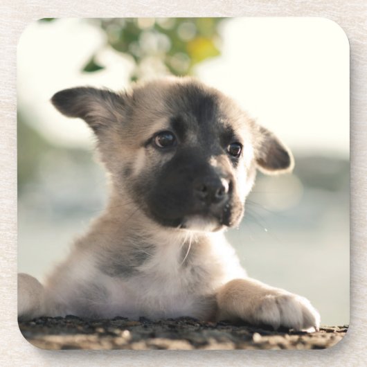 German Shepherd Puppy over Ledge Bier Onderzetter (Voorkant)