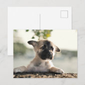 German Shepherd Puppy over Ledge Briefkaart (Voorkant / Achterkant)