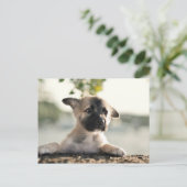 German Shepherd Puppy over Ledge Briefkaart (Staand voorkant)