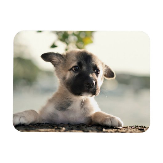 German Shepherd Puppy over Ledge Magneet (Horizontaal)