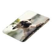 German Shepherd Puppy over Ledge Magneet (Linkerzijde)
