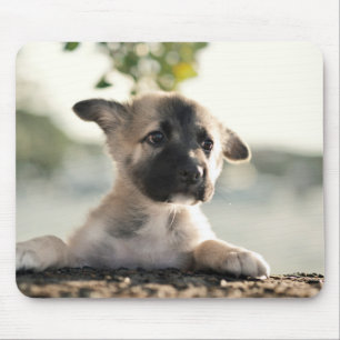 German Shepherd Puppy over Ledge Muismat