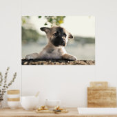 German Shepherd Puppy over Ledge Poster (Keuken)