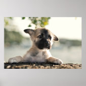 German Shepherd Puppy over Ledge Poster (Voorkant)