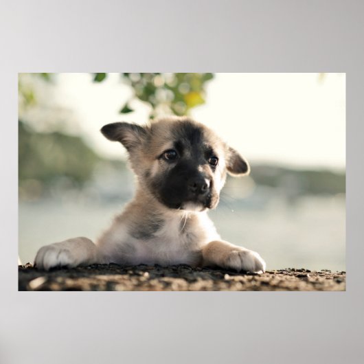 German Shepherd Puppy over Ledge Poster (Voorkant)