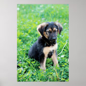 German Shepherd Puppy Poster (Voorkant)