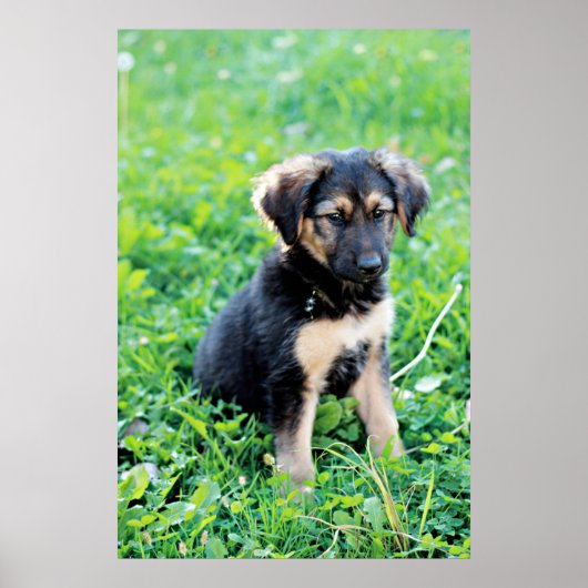 German Shepherd Puppy Poster (Voorkant)