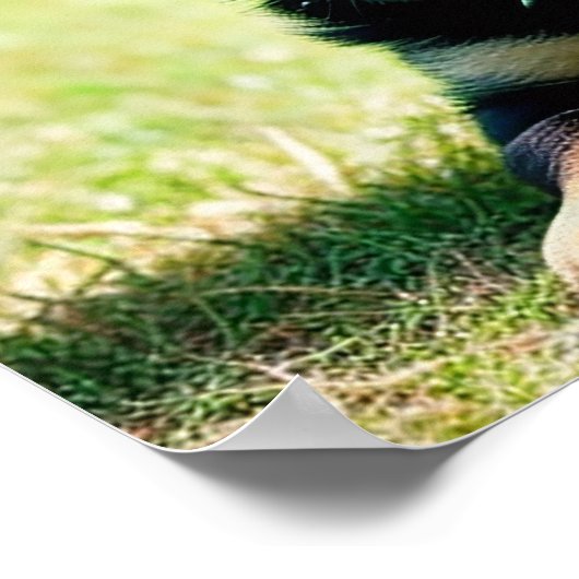 German Shepherd Puppy Poster (Hoek)