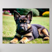 German Shepherd Puppy Poster (Voorkant)
