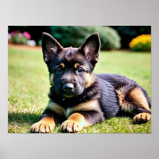 German Shepherd Puppy Poster (Voorkant)