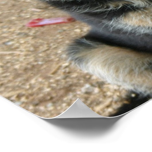 German Shepherd Puppy Print (Hoek)