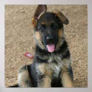 German Shepherd Puppy Print