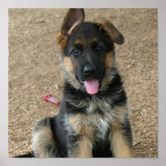 German Shepherd Puppy Print (Voorkant)