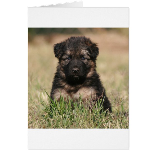 German Shepherd Puppy "Reef" (Voorkant)