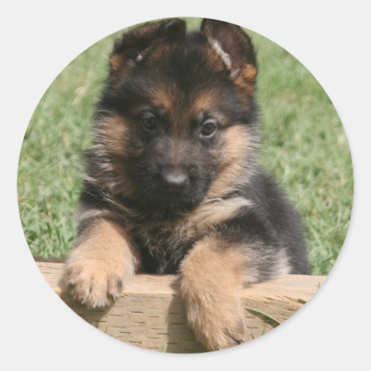 German Shepherd Puppy Ronde Sticker (Voorkant)