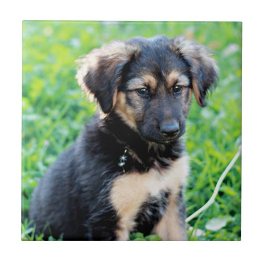 German Shepherd Puppy Tegeltje (Voorkant)