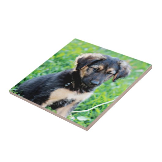 German Shepherd Puppy Tegeltje (Zijkant)